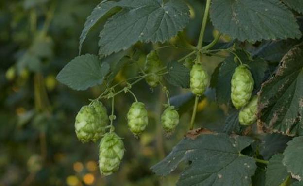 Los agricultores de lúpulo 'pierden' 4.000 euros por hectárea por la diferencia de precios de Hopsteiner con Alemania