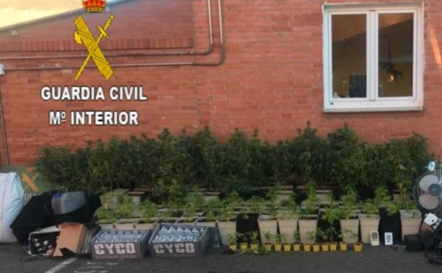 La Guardia Civil detiene a una persona y decomisa 157 plantas de marihuana en León