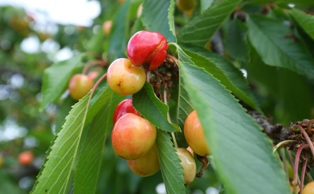 Recomiendan tratar los frutales de pepita del Bierzo para prevenir infecciones por fuego bacteriano