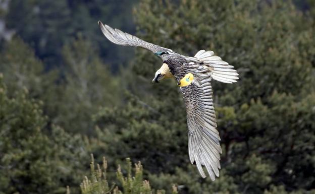 Nace el primer quebrantahuesos en Picos de Europa desde su extinción en 1956