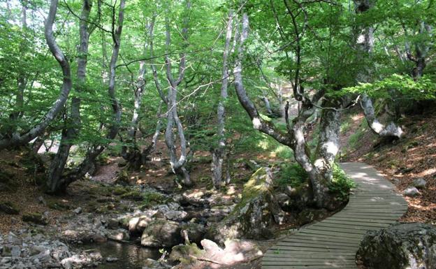 La Junta convoca cuatro líneas de ayudas para la protección de bosques por 12,1 millones