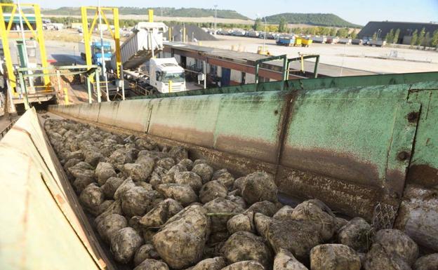 ACOR incrementa un 30% la producción de azúcar y un 20% la de aceite para atender al aumento de la demanda