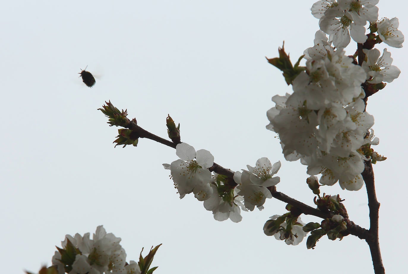 Gris y lluvioso primer día de la primavera