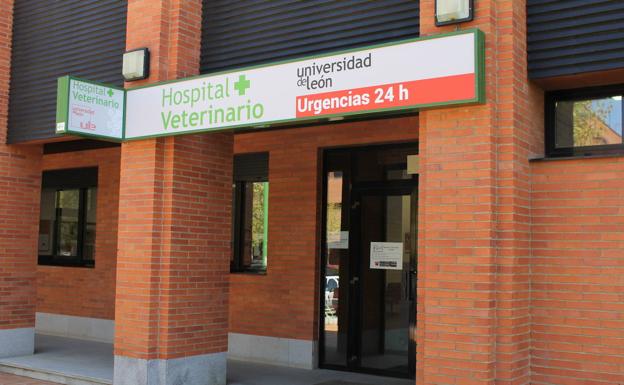 El Hospital Veterinario de la ULE cierra a causa del estado de alarma