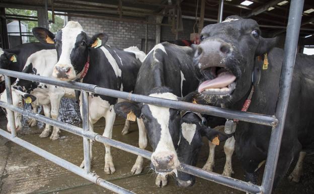 La Junta liquida los 1,4 millones de ayudas directas a sectores ganaderos de vacas nodrizas, vacuno de leche, ovino y caprino, solicitadas en 2019 en León