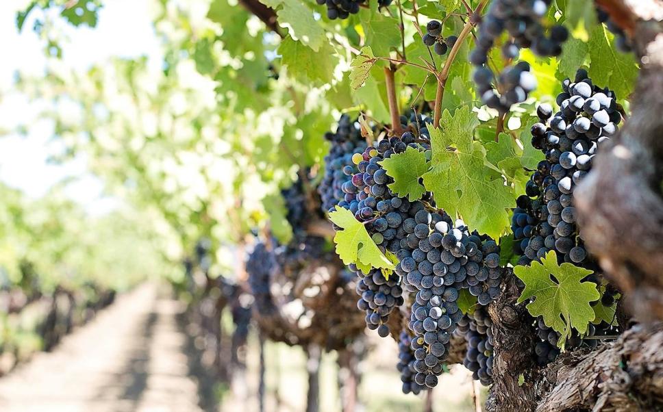Historias de la vid y el vino