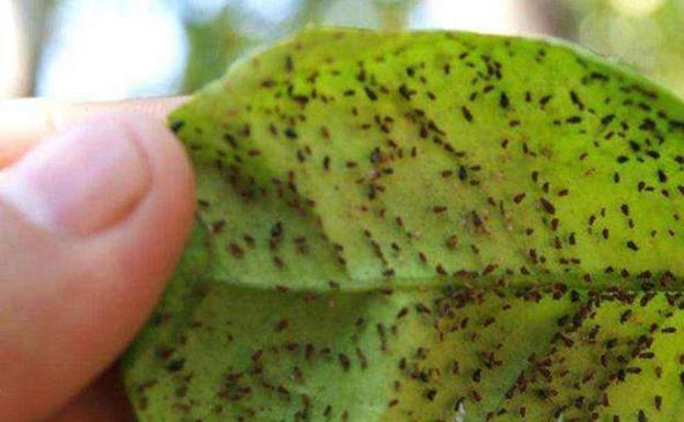Acor detecta presencia de pulgón en el cultivo de la colza que puede reducir los rendimientos hasta un 40 por ciento