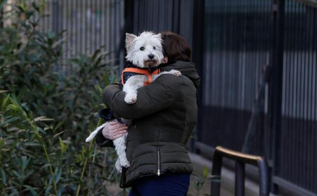 No hay evidencias de que las mascotas transmitan la covid-19