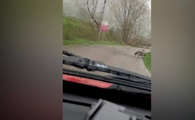 Un lobo, el único autorizado a estar en las calles de Maraña durante la cuarentena