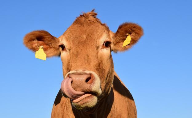 Asaja denuncia que no se están respetando los precios de producción en el sector ganadero