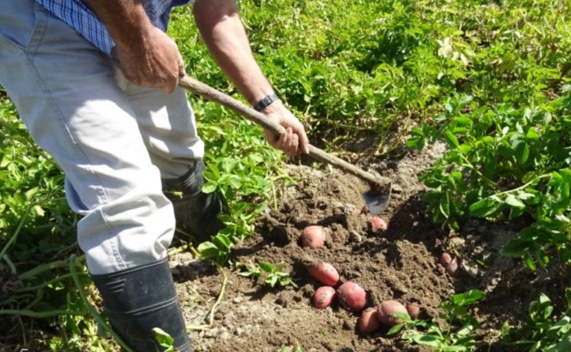 Los agricultores no profesionales piden poder ir al huerto sin ser multados  