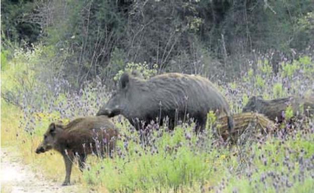 La Junta prepara una instrucción para autorizar controles de fauna salvaje