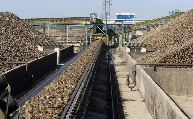 Los socios de ACOR, a punto de finalizar la siembra de remolacha con cerca de 11.000 hectáreas