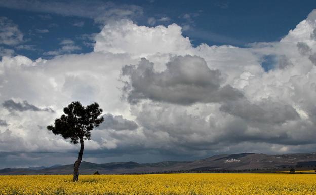 Cautela en el campo leonés ante la previsión de una cosecha de cereal cercana a las 365.000 toneladas