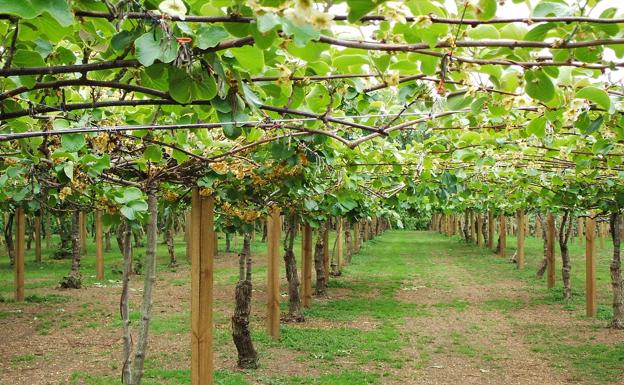 La poda en verde necesita mil trabajadores cualificados en toda la comunidad