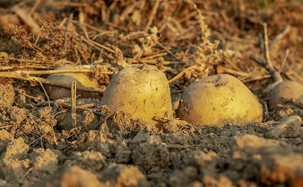 Asaja asegura que las lluvias de las últimas semanas han sido «muy beneficiosas» para el campo