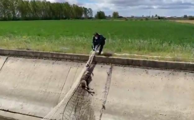 El ingenio de la Guardia Civil logra rescatar a un corzo que había caído en una acequia en Bustillo del Páramo