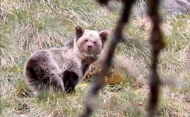 La osezna Saba ya está «totalmente aclimatada» a su nuevo entorno en Picos de Europa