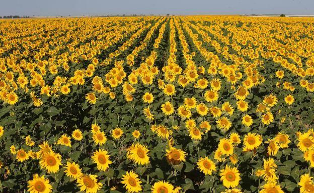 Abierta la contratación de ACOR para la campaña de Girasol 2020