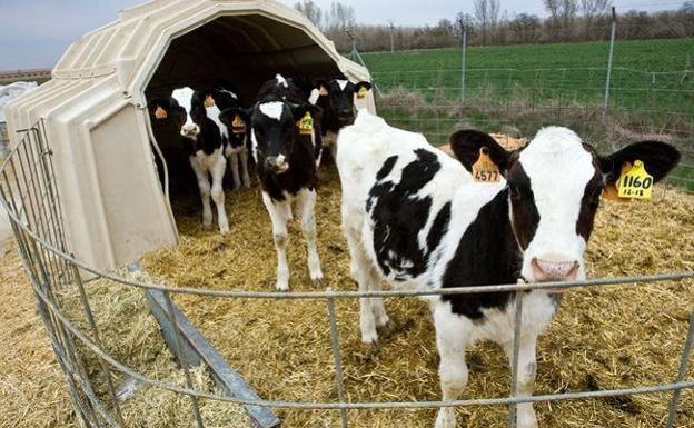 Asaja pide a la Diputación de León que se haga cargo del coste de la retirada de los plásticos que generan las granjas ganaderas