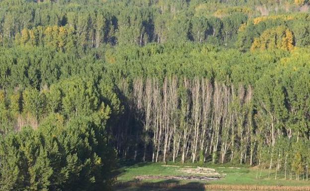 Carracedelo arremete contra la «clara intención» de la Confederación Hidrográfica del Miño-Sil de prohibir la plantación de choperas