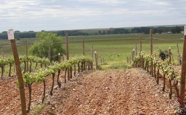 Las bodegas cooperativas de Castilla y León garantizan la recogida de uva de sus socios