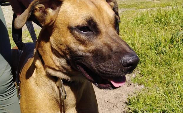 La Asociación Protectora de Animales denuncia que Valdefresno no se hace cargo de los animales abandonados