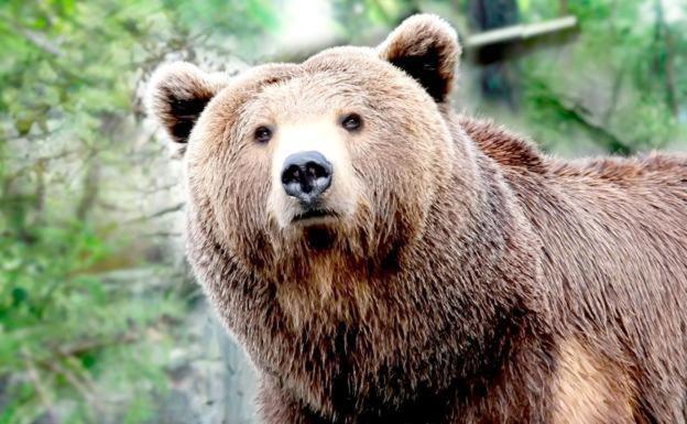 Por un futuro con osos en León y desarrollo rural