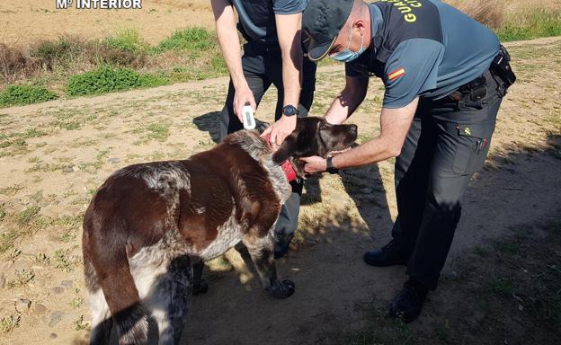La Guardia Civil investiga el ataque de cuatro mastines a un corredor