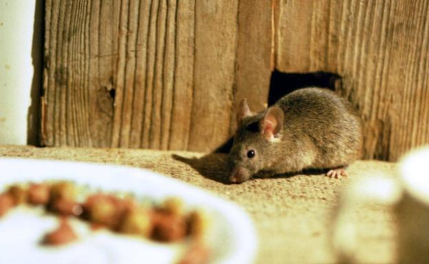 Los ratones 'invasores' llevan 15.000 años beneficiándose del sendentarismo