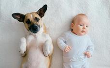 Cómo preparar a las mascotas para la llegada de un bebé