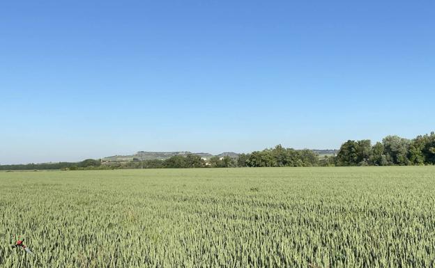 La cosecha de récord en el cereal se verá marcada por el descenso de precios ante la pandemia