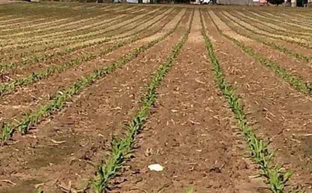 UPA tilda de «incongruente e ilógico» el recorte de la PAC ante las exigencias «cada vez mayores» para agricultores y ganaderos