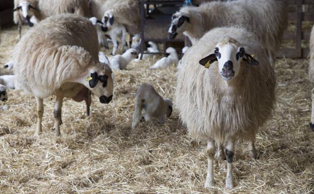 UCCL denuncia que 450 ganaderos de vacuno de leche y 600 de ovino han cerrado sus explotaciones en Castilla y León en el último lustro