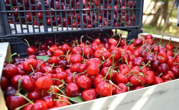 Las cerezas del Bierzo viajan a toda la península a través de Correos