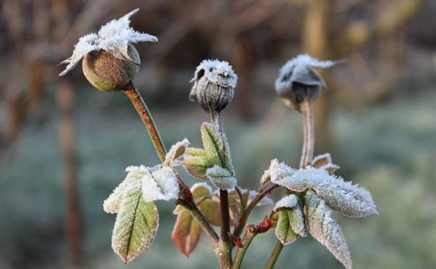 Los cero grados registrados en Vega de Espinareda, la temperatura más baja del país durante la pasada madrugada