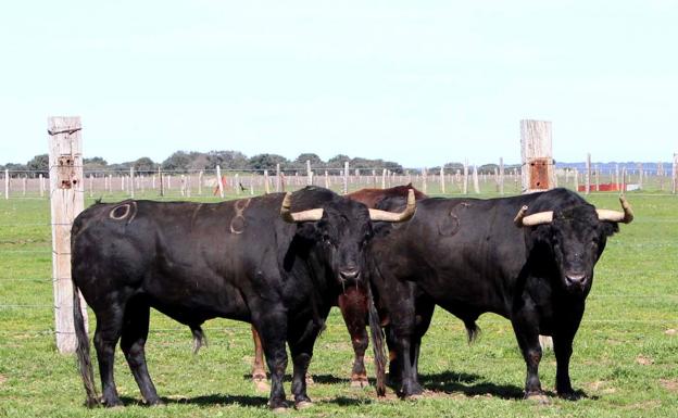 El Gobierno permite festejos taurinos con 400 espectadores en fase 2 y 800 en fase 3