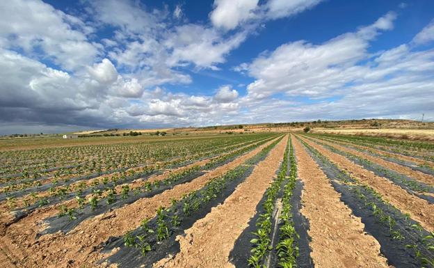 La huerta de Fresno, al servicio de León