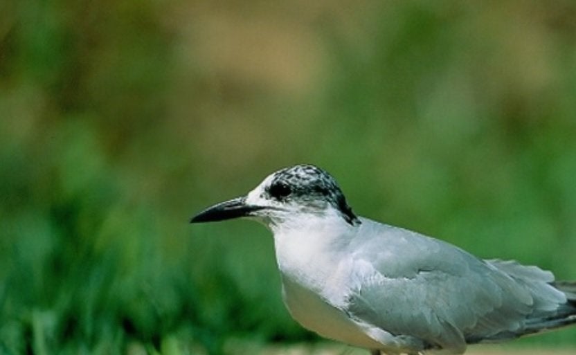 Los plaguicidas DDTs siguen presentes en el ecosistema 40 años después de su prohibición