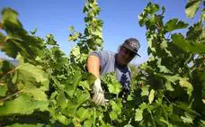 Los viticultores de Asaja en el Bierzo critican los importes propuestos por la Junta para la vendimia en verde