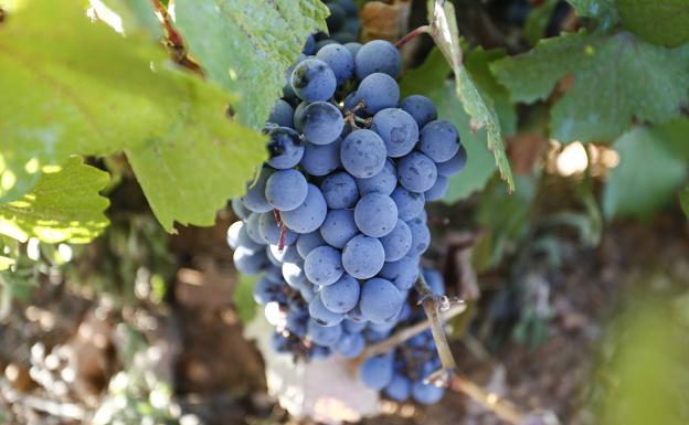 El PP busca una posición de Comunidad en las Cortes para las propuestas de Carnero en apoyo del vino