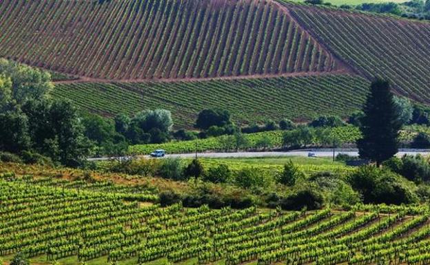 Historia, enología y épica en la ruta 'Viñedos, Caballeros y Monjes' que recorre la provincia de León