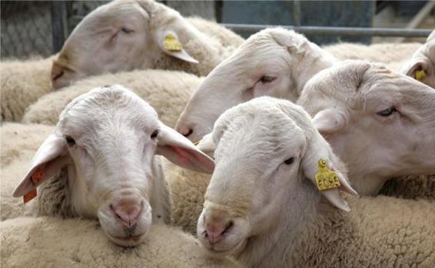 La Junta aporta casi 2,5 millones de euros para los ganaderos de ovino y caprino