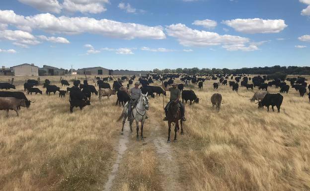 La COVID-19 no impide realizar la trashumancia a 20.000 reses, 3.000 a pie