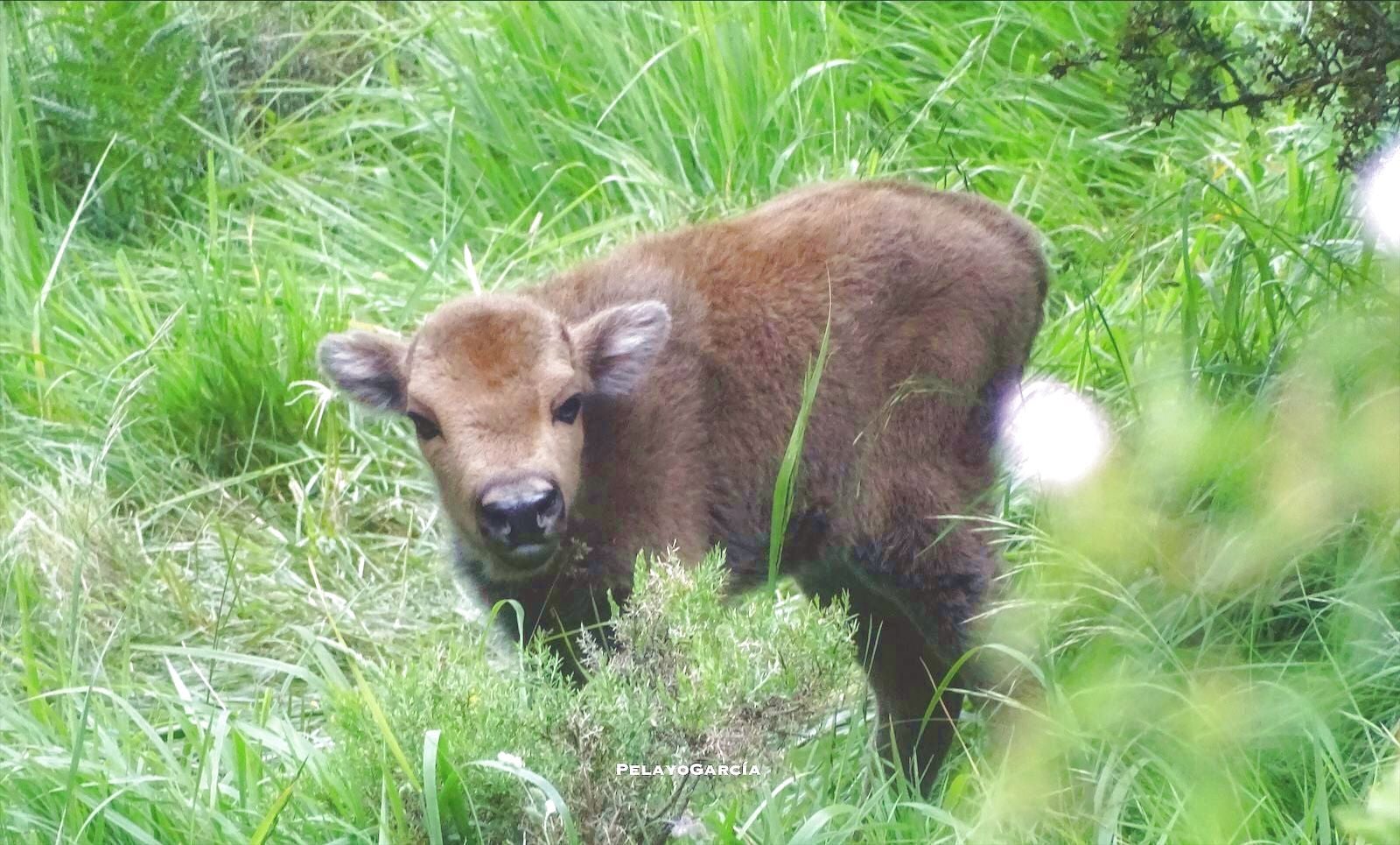 Nace en Riaño el primer ternero bisonte europeo