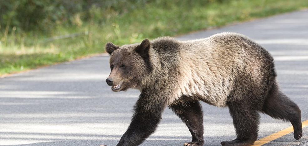 oso grabador de voz