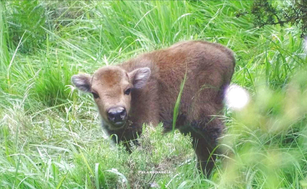 Nace en Riaño el primer ternero bisonte europeo