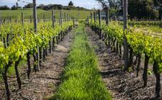 Ugal-Upa lamenta que los viticultores de la provincia se hayan quedado sin opción de acogerse a las ayudas de la vendimia en verde