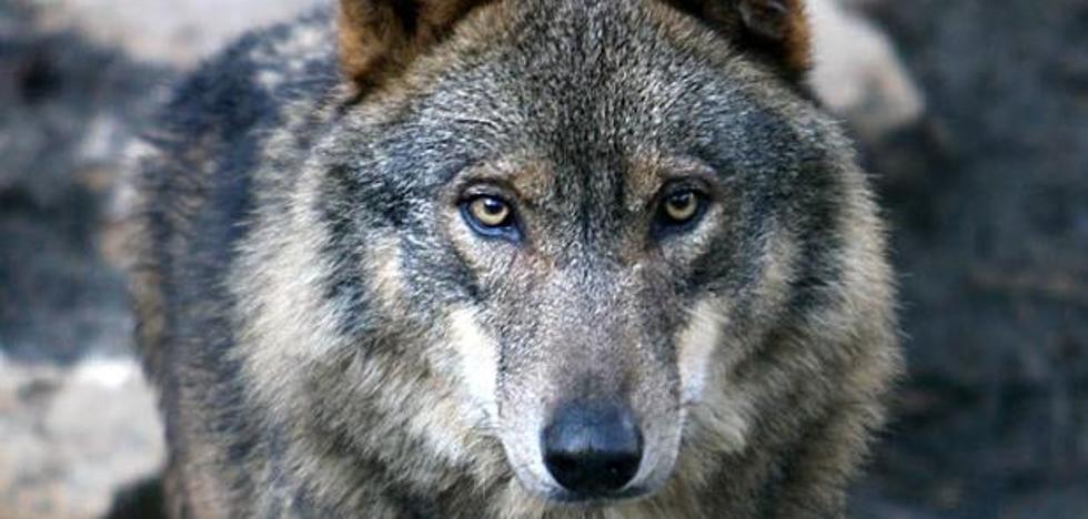 La Junta defiende los cupos del lobo ante la queja de los ecologistas, que denuncia que es del 20% de la población total