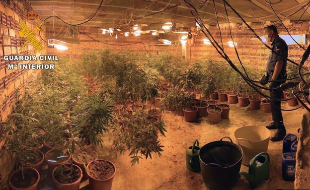 La Guardia Civil detiene a tres personas y decomisa 407 plantas de marihuana en Pozuelo del Páramo